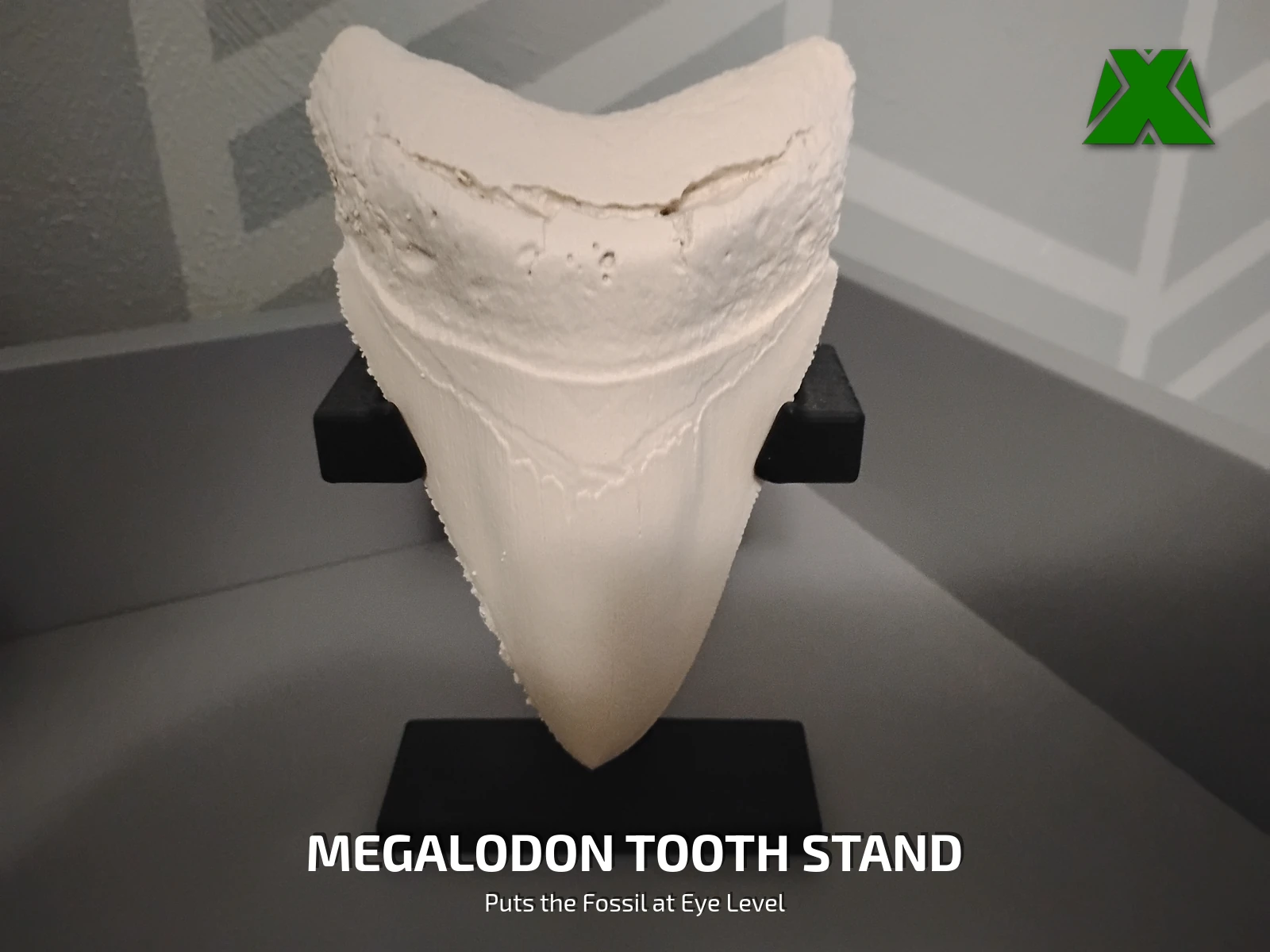 A white printed megalodon tooth held point-down in a black stand, displayed at eye level on a shelf